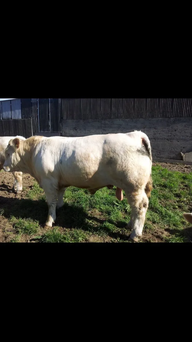 Easy Calving Charolais polled bulls - Image 3