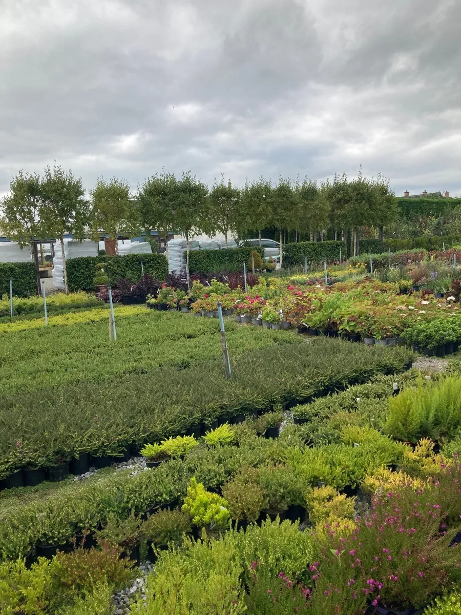 Trees and hedging - Image 4