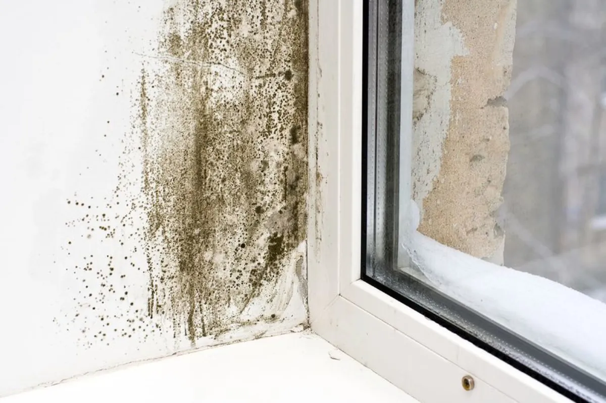 Anti Mould Paint Additive - Image 1