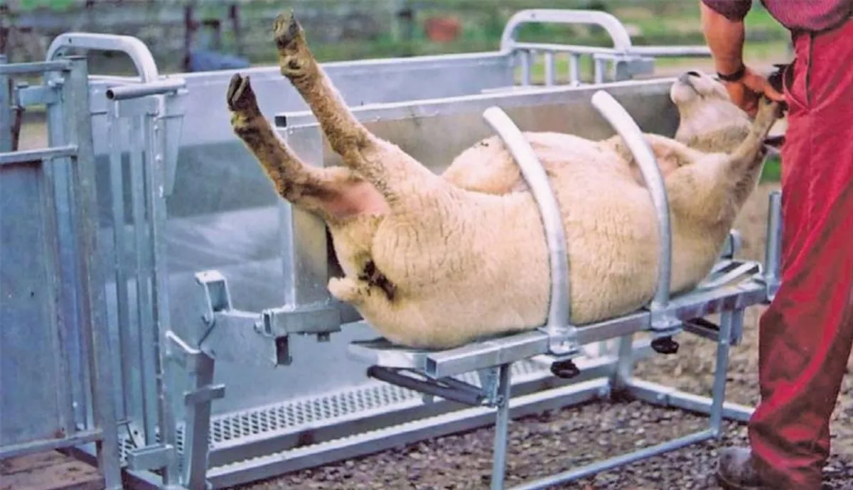 Sheep Rollover/Turnover Crates - Image 3