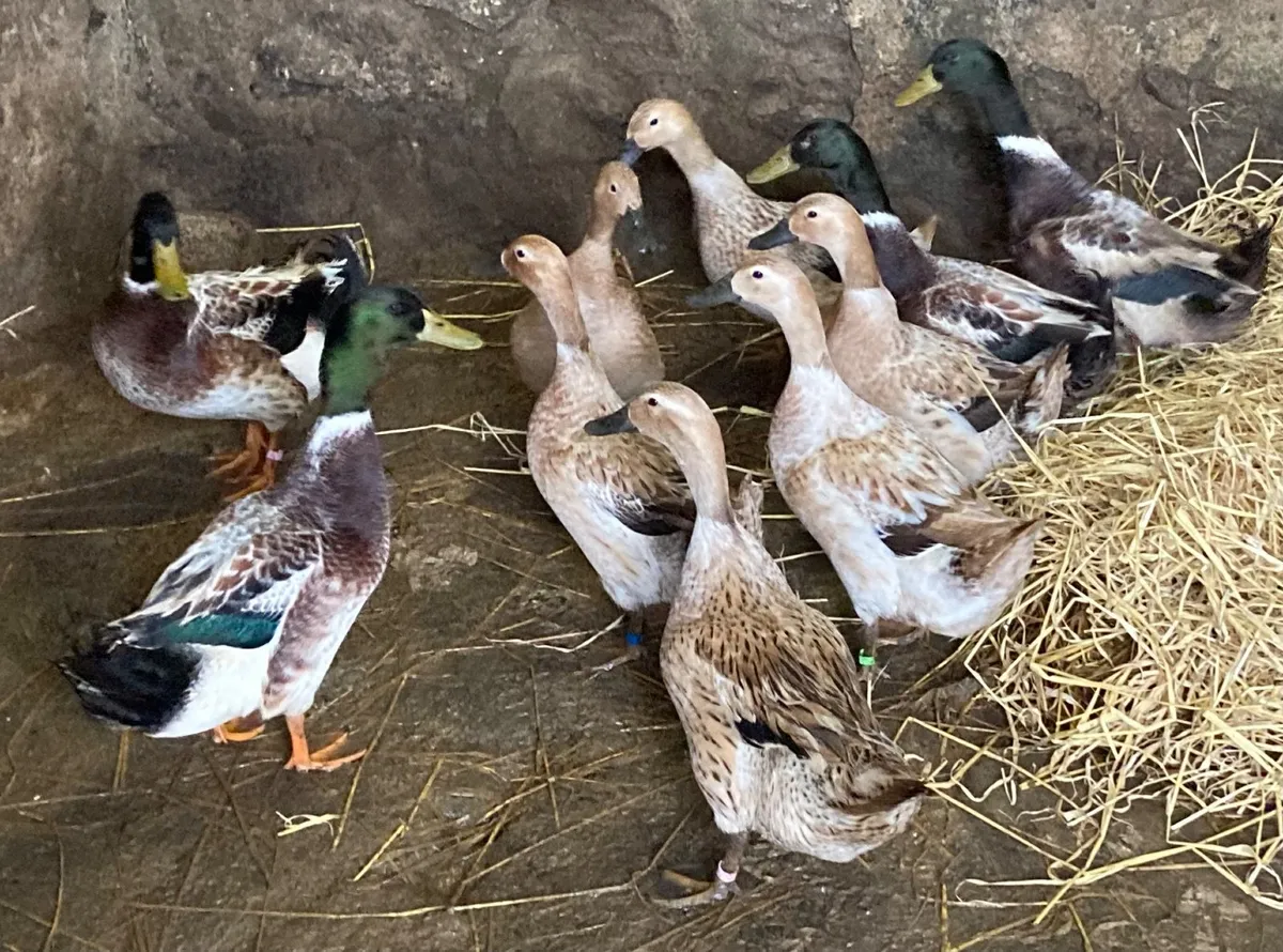 Ducks, Hens & Hatching Eggs & Ducklings - Image 1
