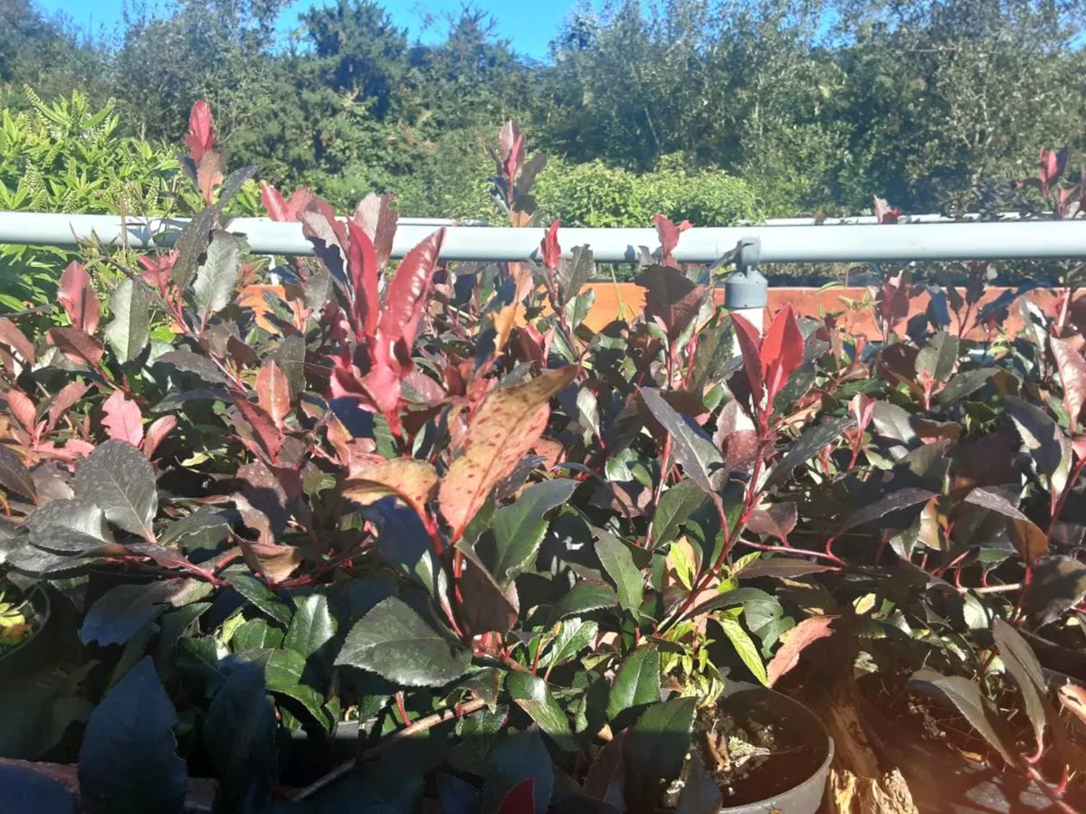 plants - Image 3