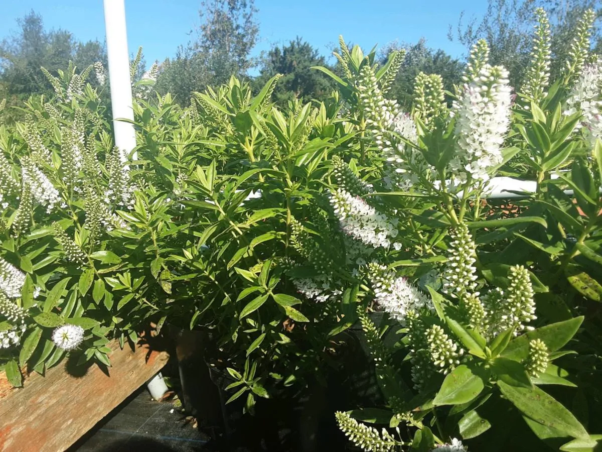 plants - Image 4