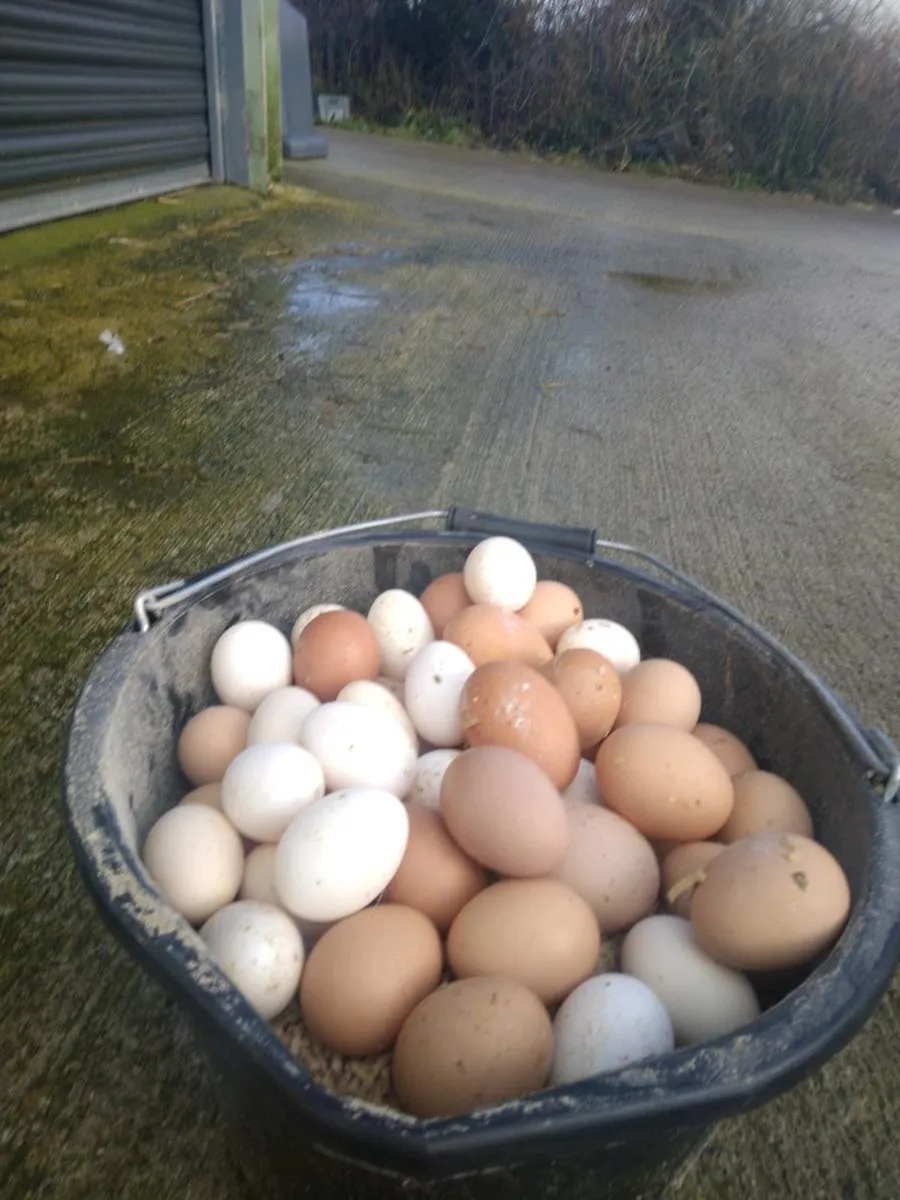 Poultry - Image 2