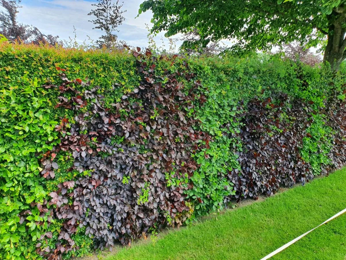 Beech hedging Delivered