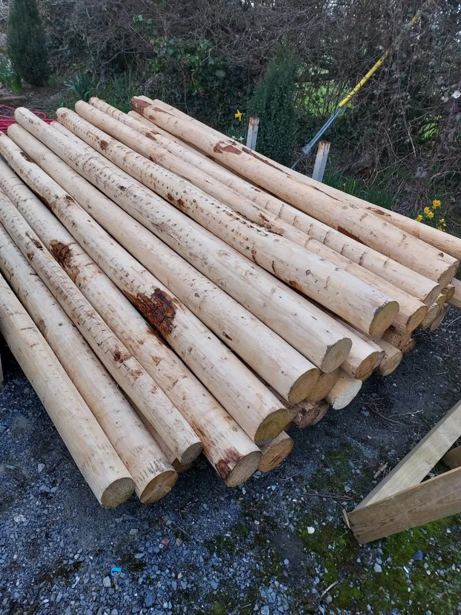 10ft Show Jumping Poles - Image 1