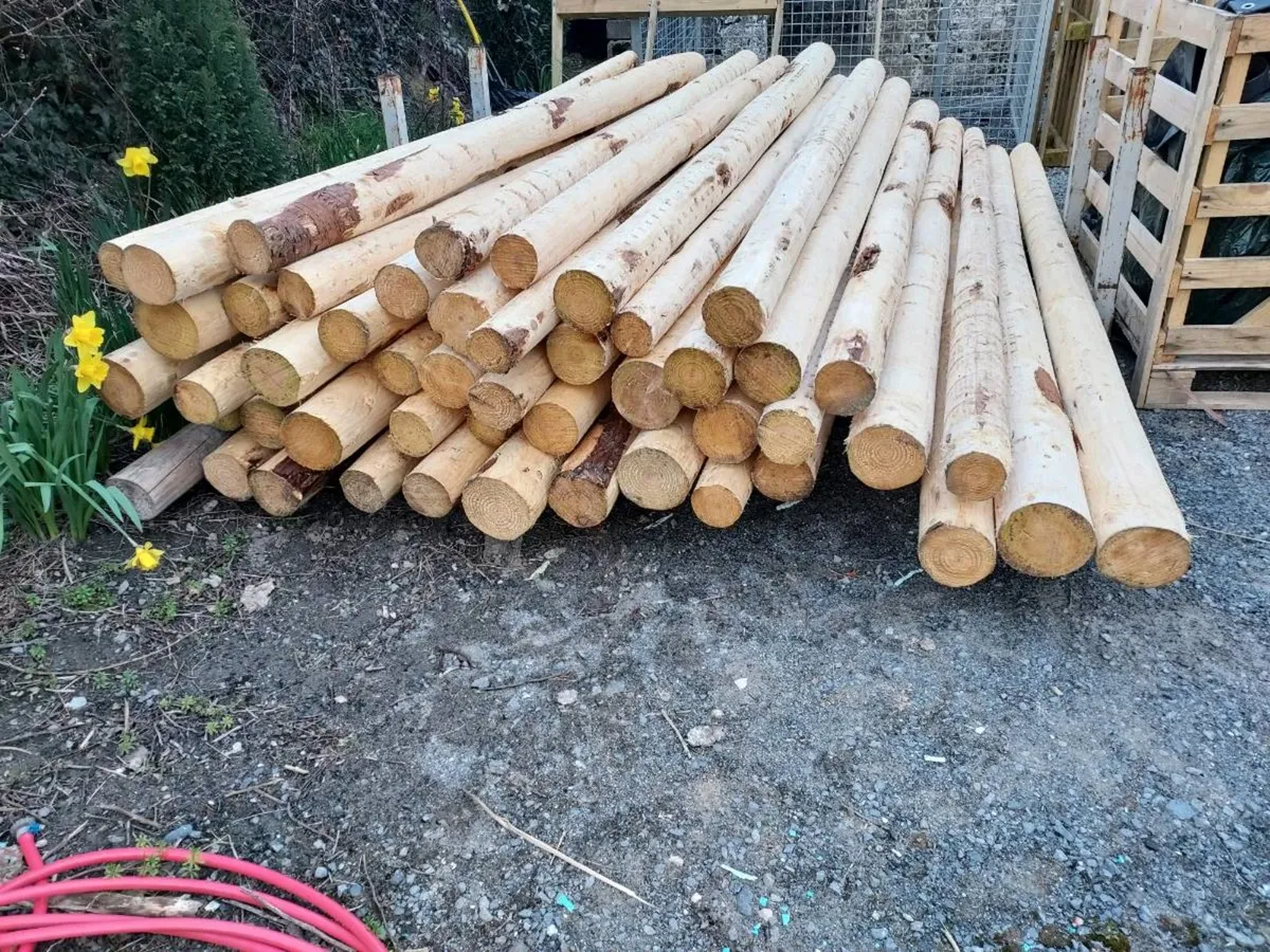 10ft Show Jumping Poles - Image 2