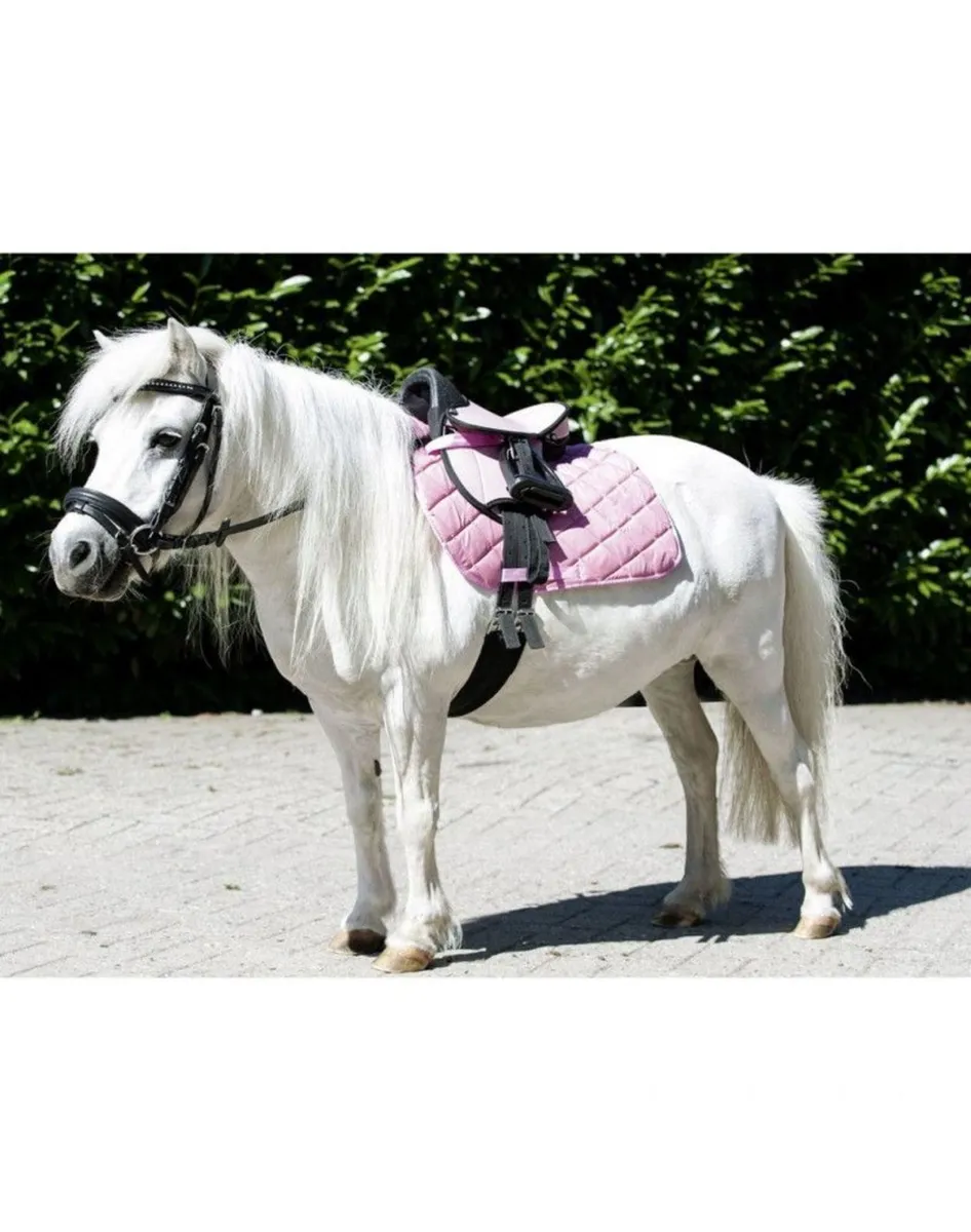 Shetland Pony Supplies - Image 2