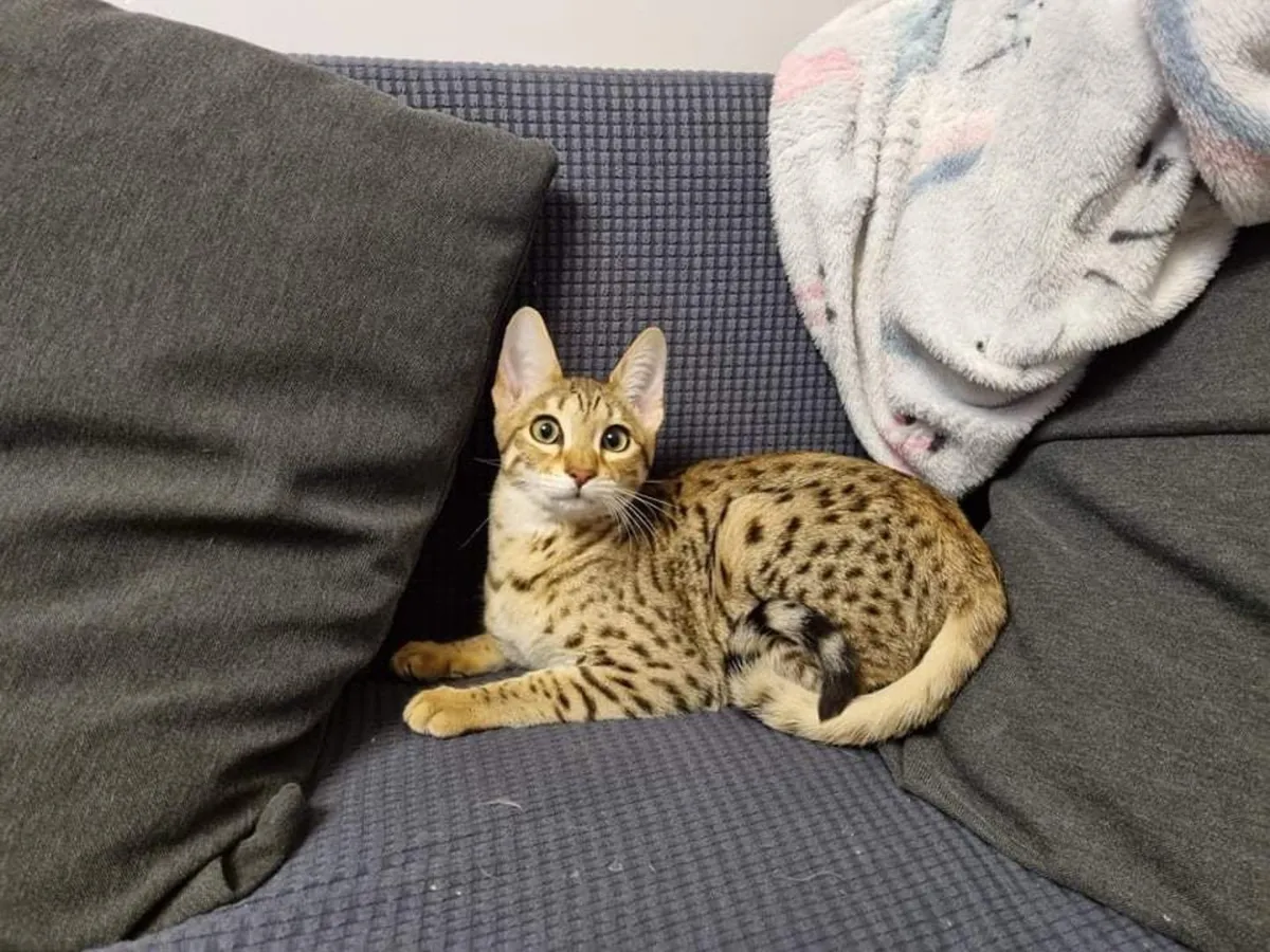 Savannah kittens for sale - Image 3