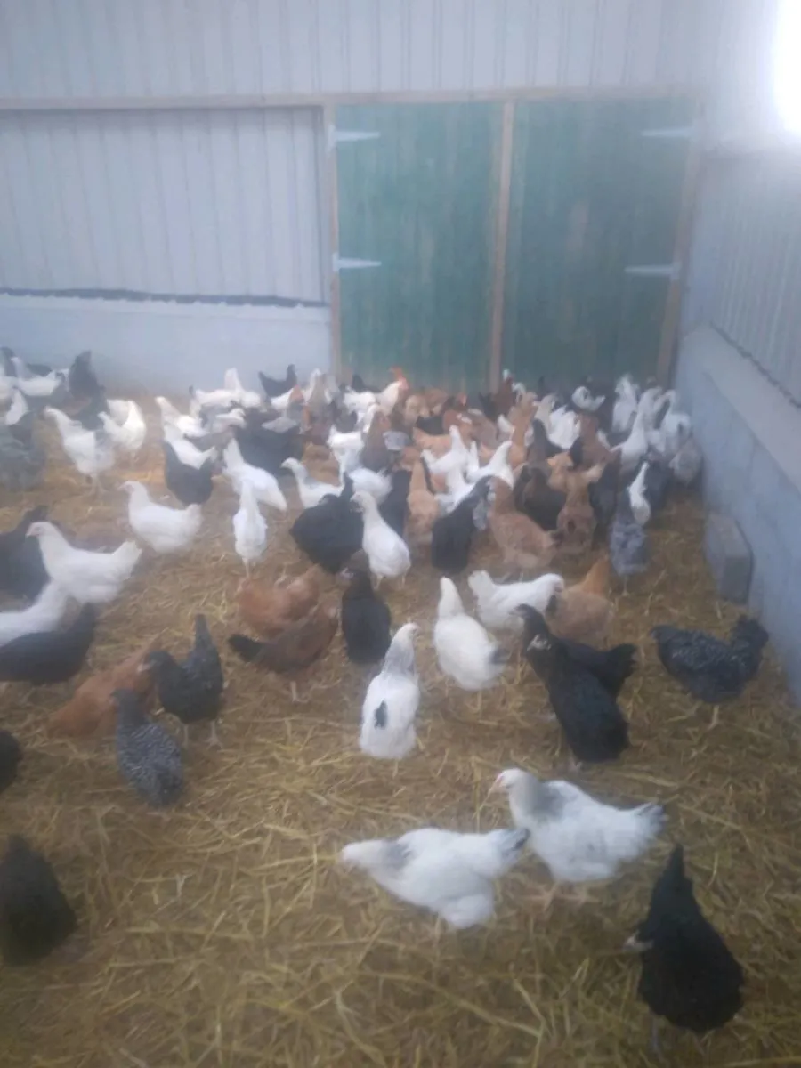 Poultry - Image 1