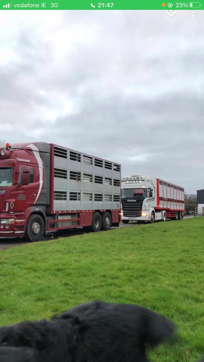 Abbott Livestock transport. - Image 2