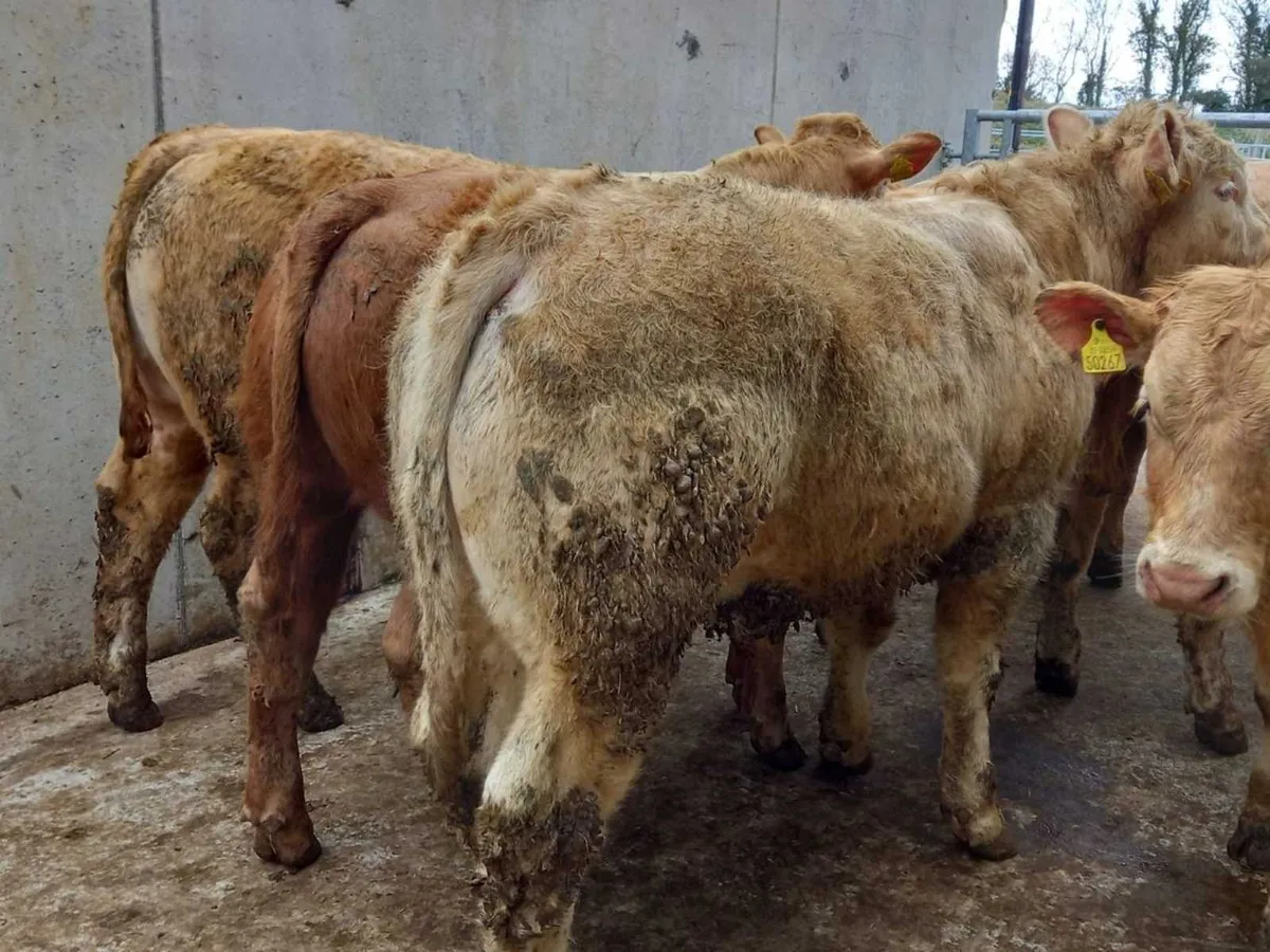 20 Charolais Bullocks