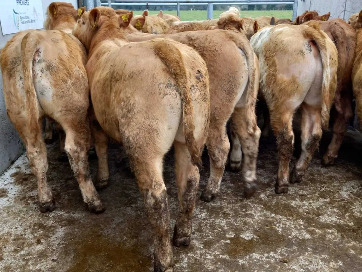 20 Charolais Bullocks - Image 2