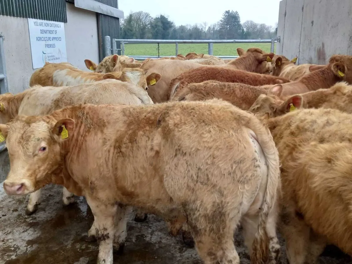 20 Charolais Bullocks - Image 3