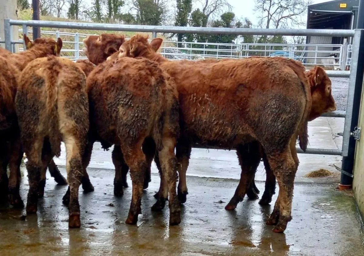 Limousin Heifers
