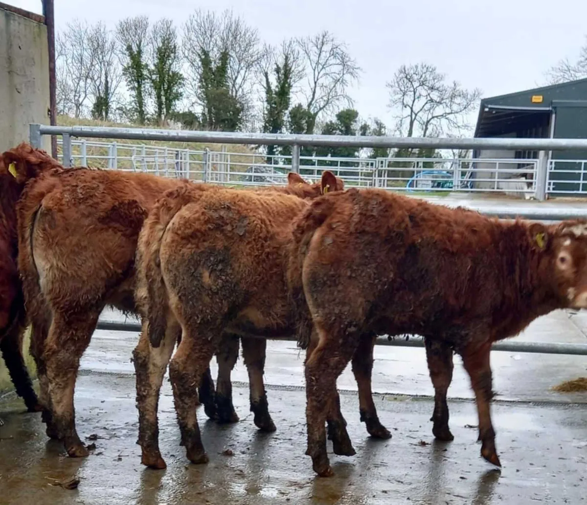 Limousin Heifers - Image 2