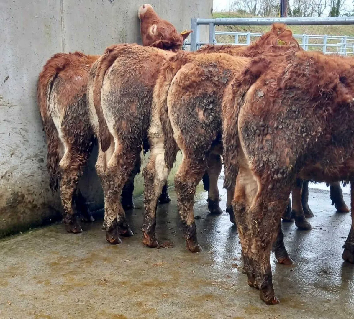 Limousin Heifers - Image 3