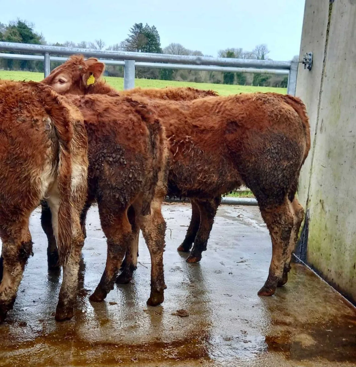 Limousin Heifers - Image 4