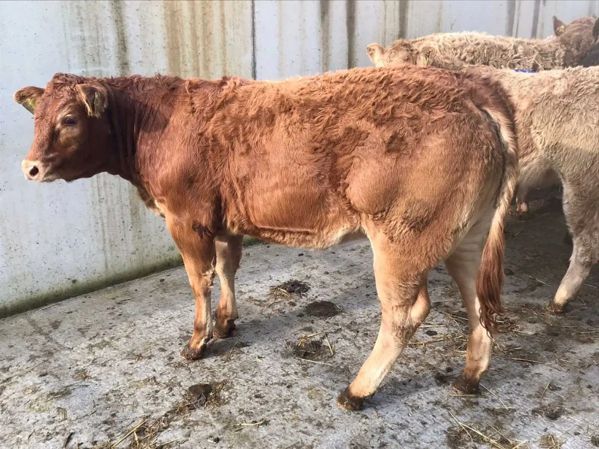 Charolais Heifers - Image 1