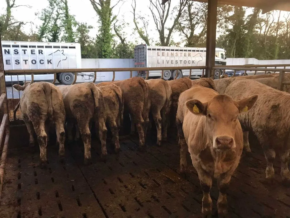 West Mayo Cattle