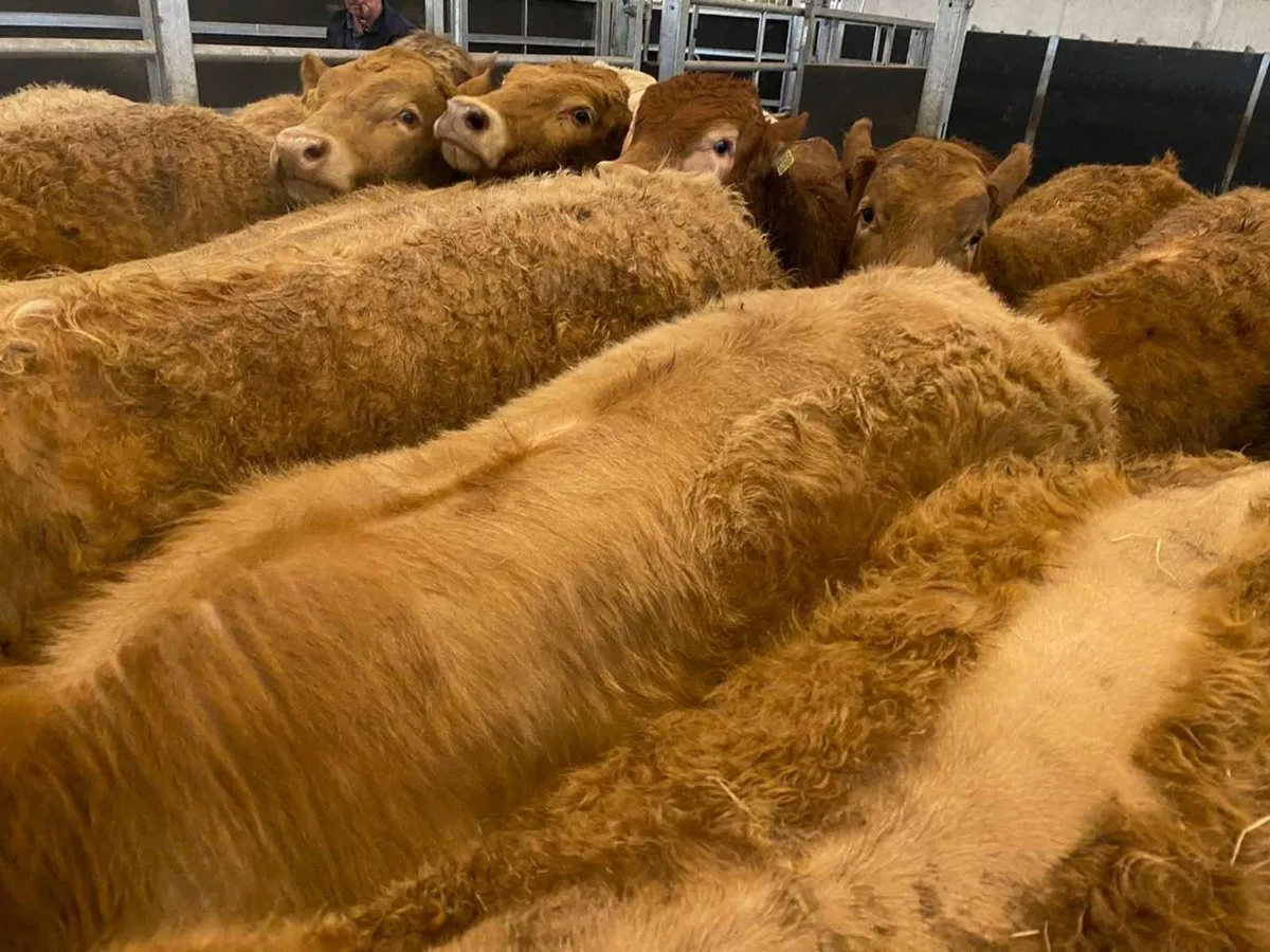 Super Bullocks - Image 3
