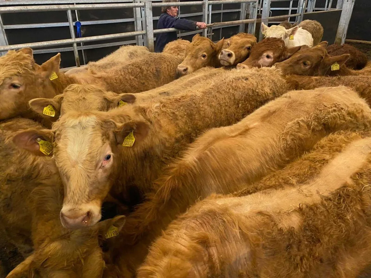 Super Bullocks - Image 1