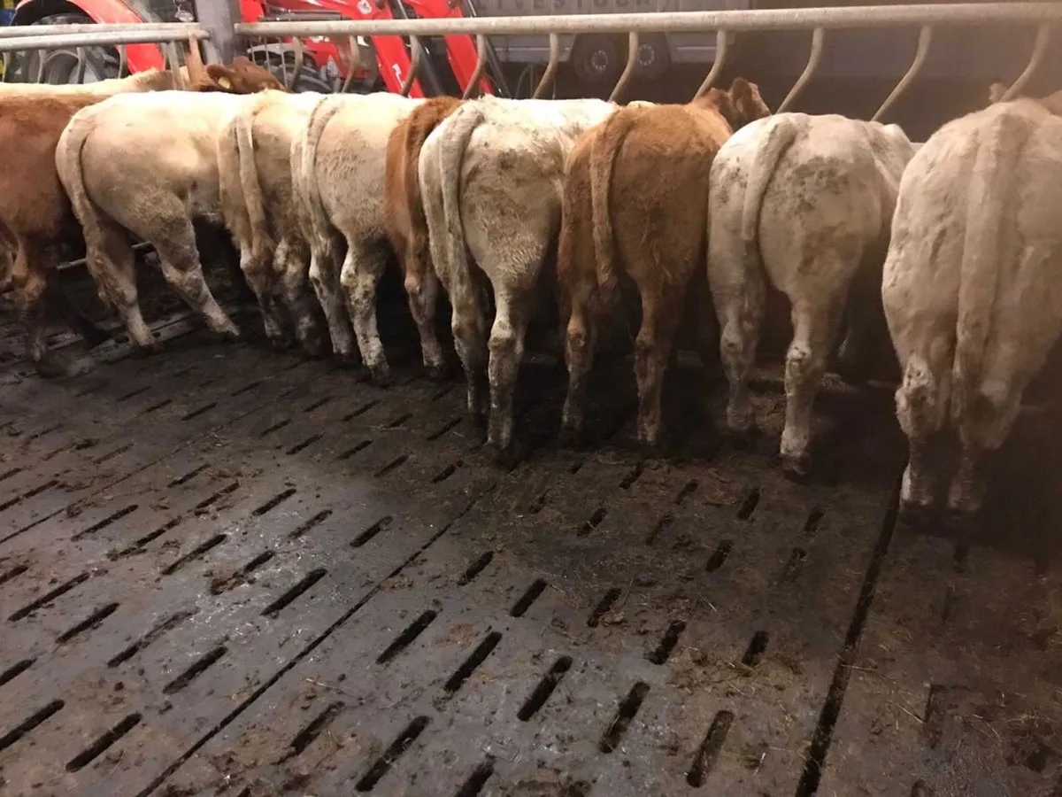 10 Continental Bullocks - Image 1