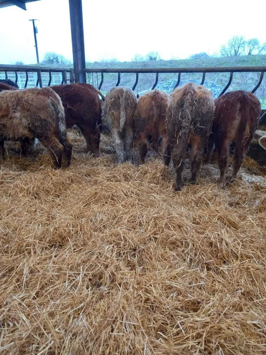 Super Bull Weanlings