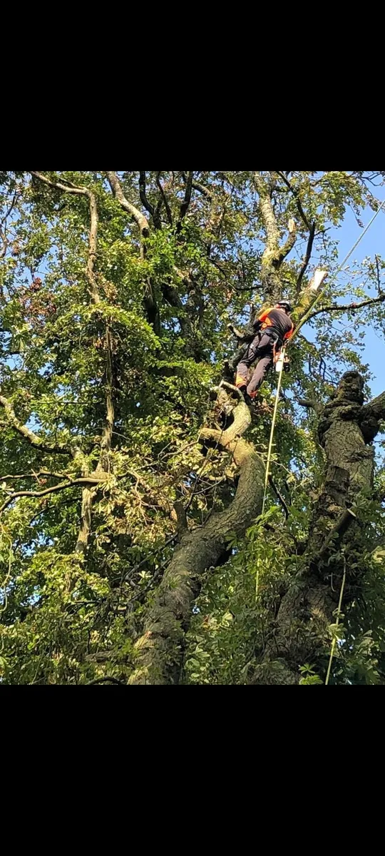 Tree surgeon and woodchipper hire - Image 1