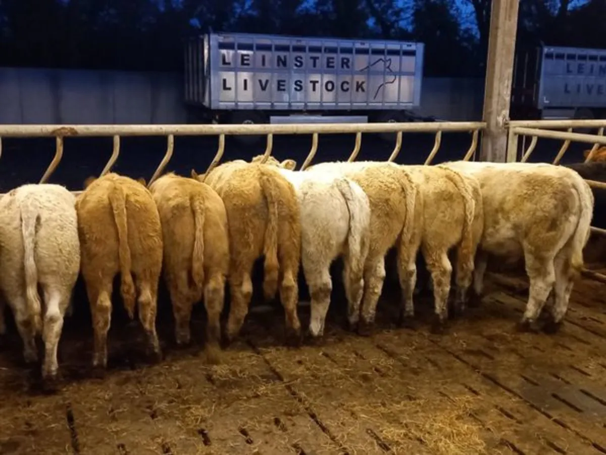 Super Charolais Cattle - Image 1