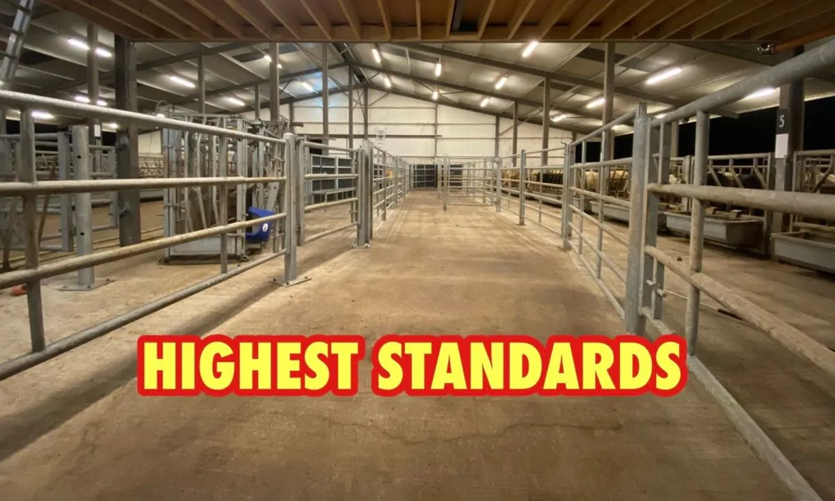 Super Charolais Cattle - Image 2