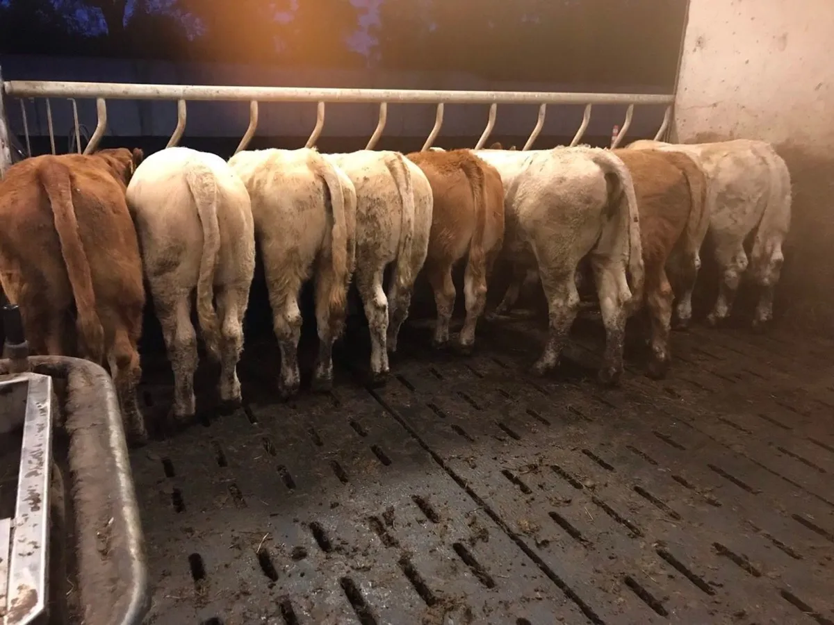 Super Charolais Cattle - Image 3