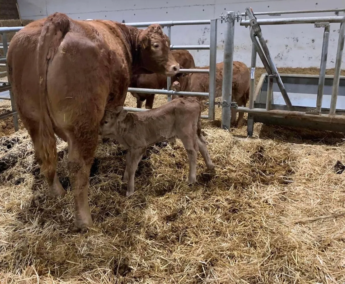 Heifer Calf - Image 1