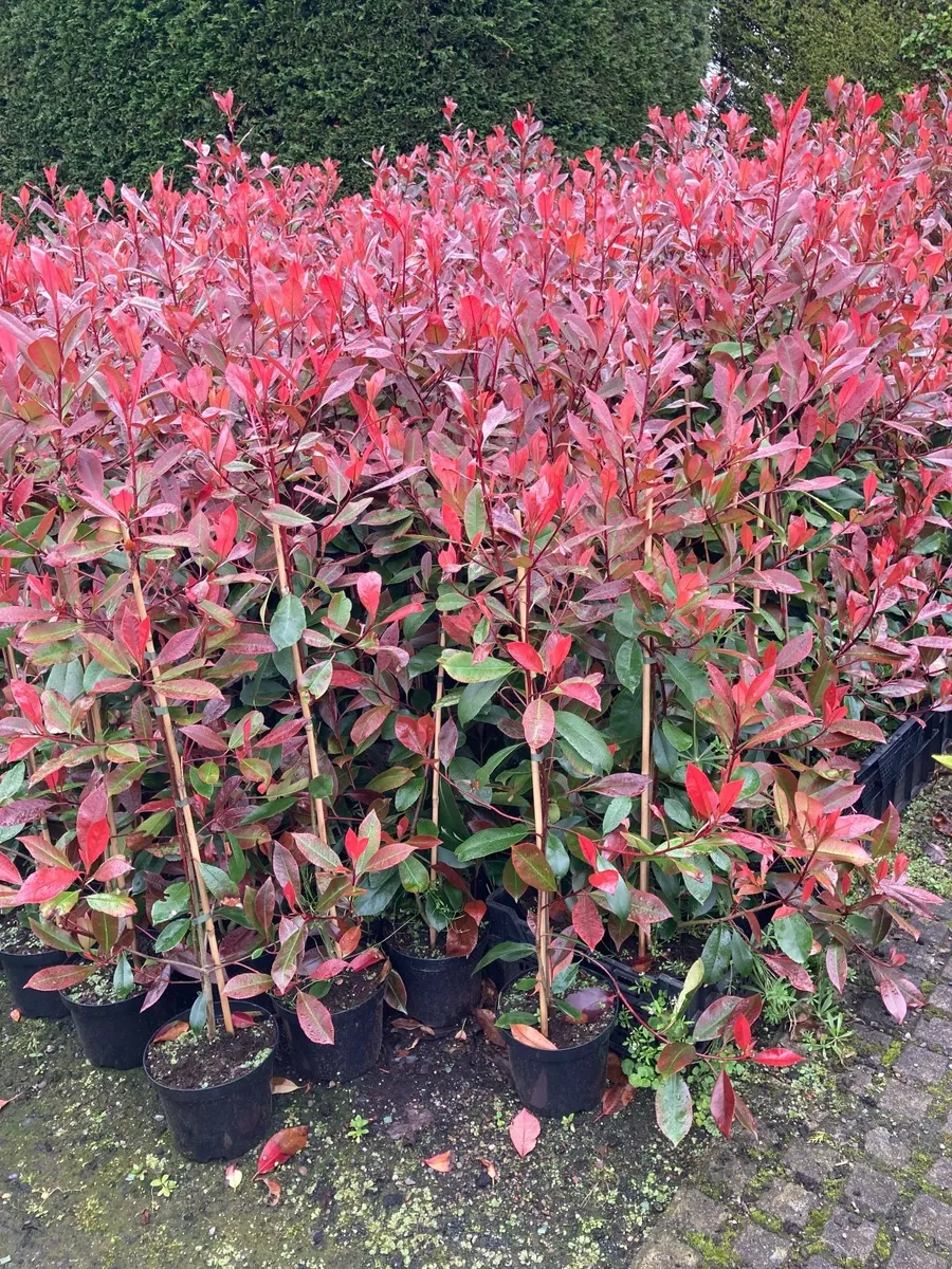 Trees laurel hedging - Image 3