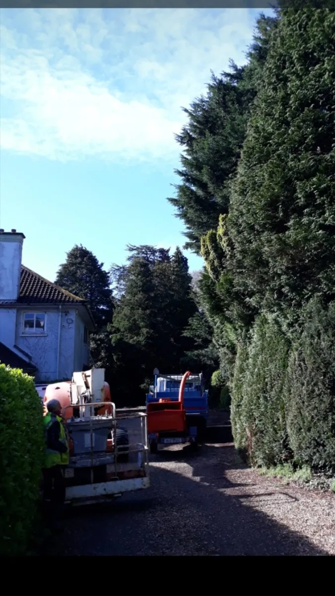 Carson Landscapes Tree Care & removal - Image 2