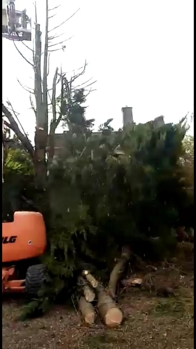 Carson Landscapes Tree Care & removal - Image 3