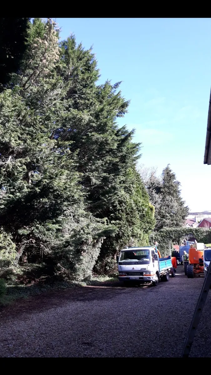 Carson Landscapes Tree Care & removal - Image 4