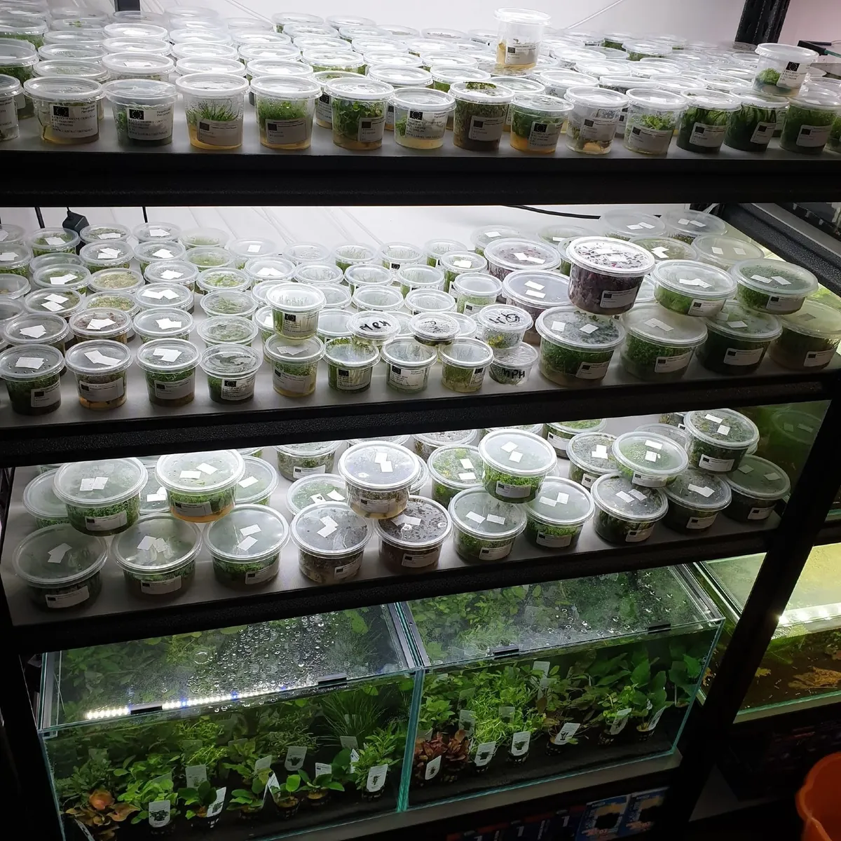 Aquarium Plants In Vitro