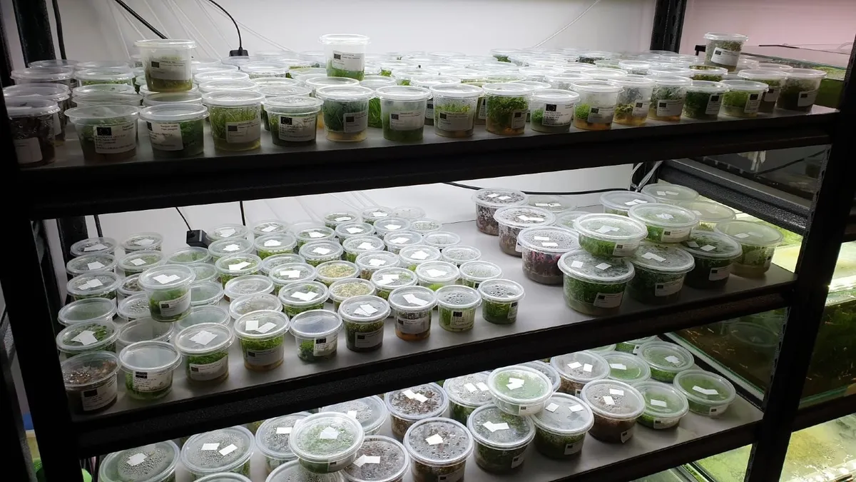 Aquarium Plants In Vitro - Image 2