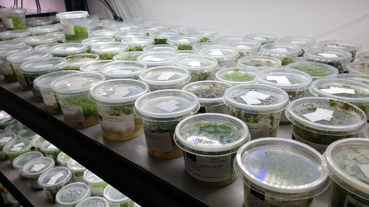 Aquarium Plants In Vitro - Image 3