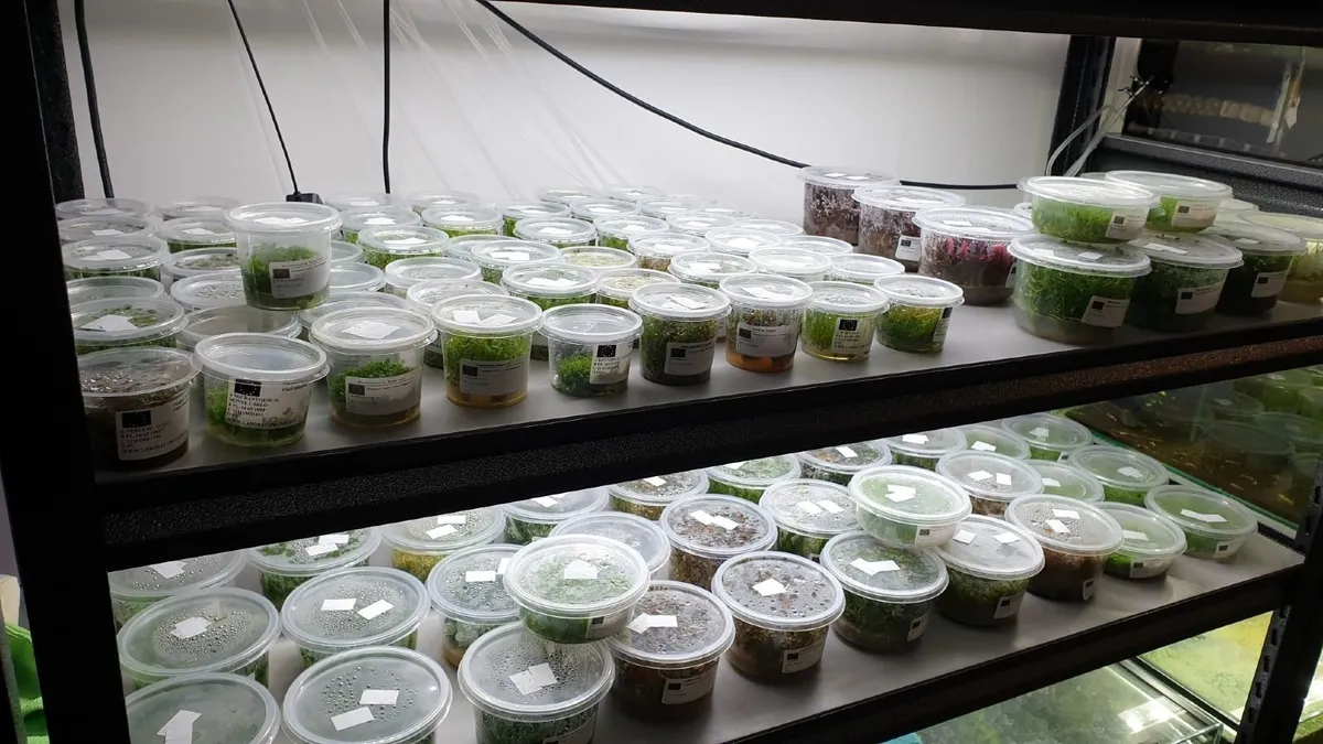 Aquarium Plants In Vitro - Image 4