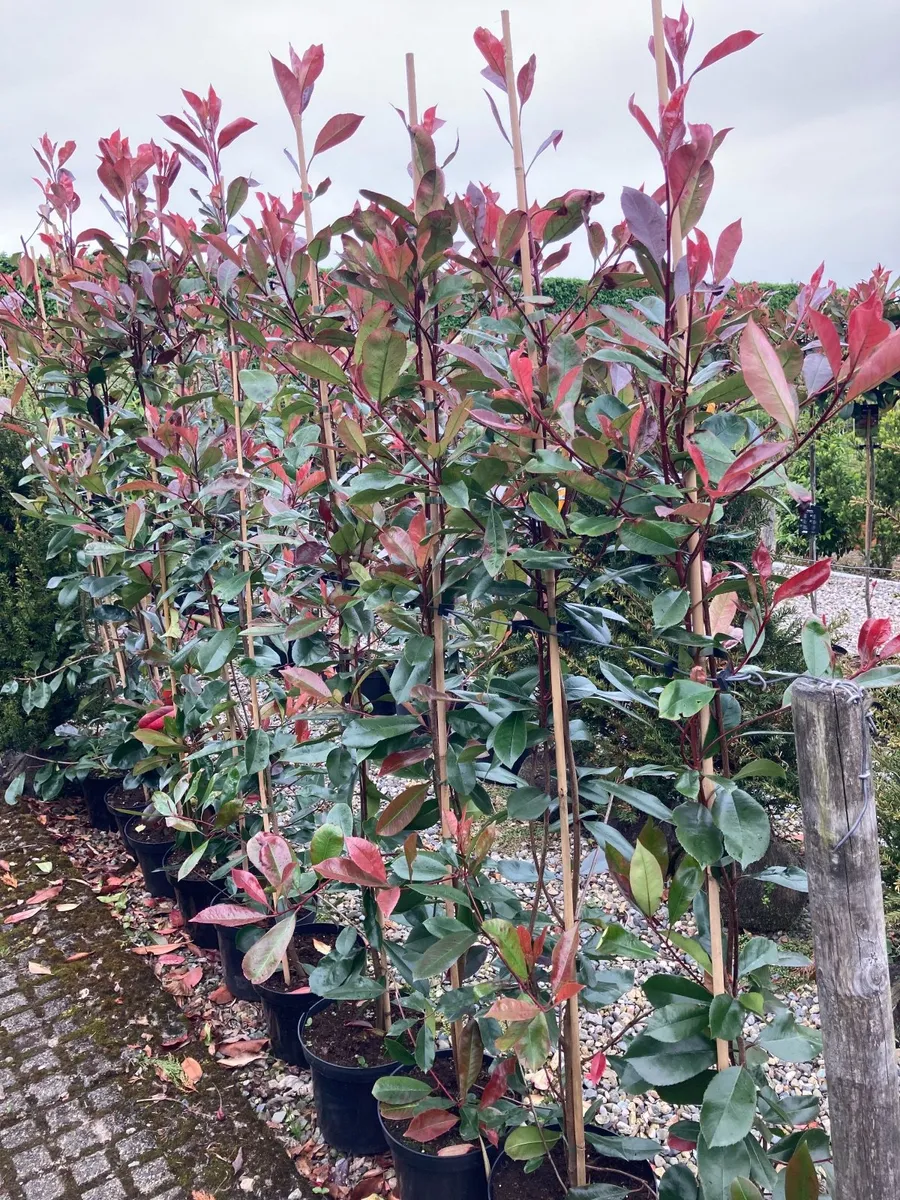 Laurel hedging - Image 4