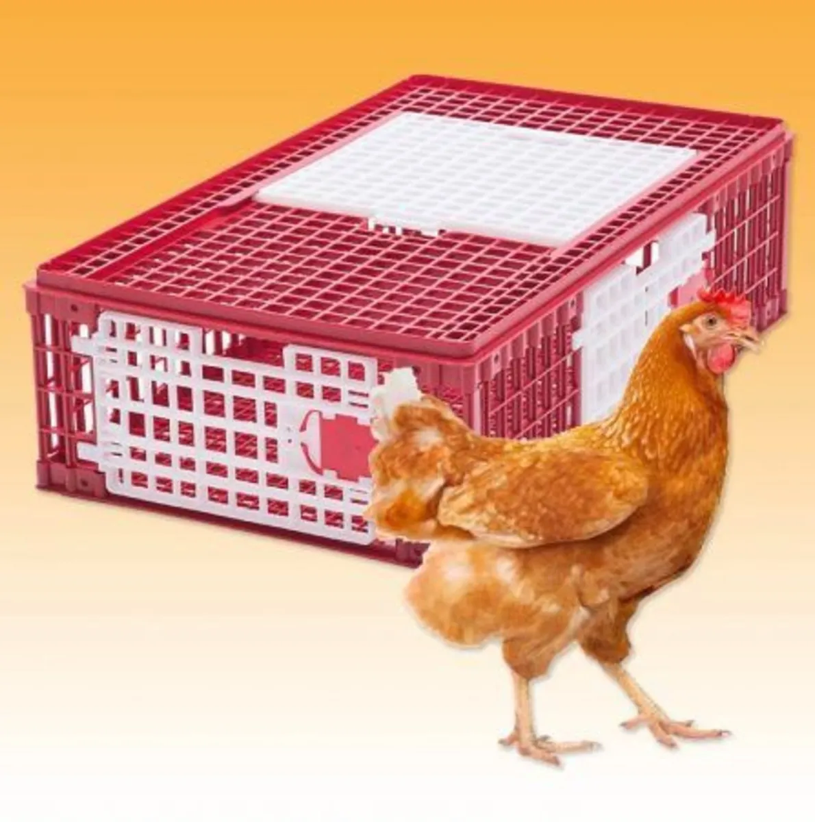 Pheasant, Poultry, Quail  & Pigeon Crates - Image 1