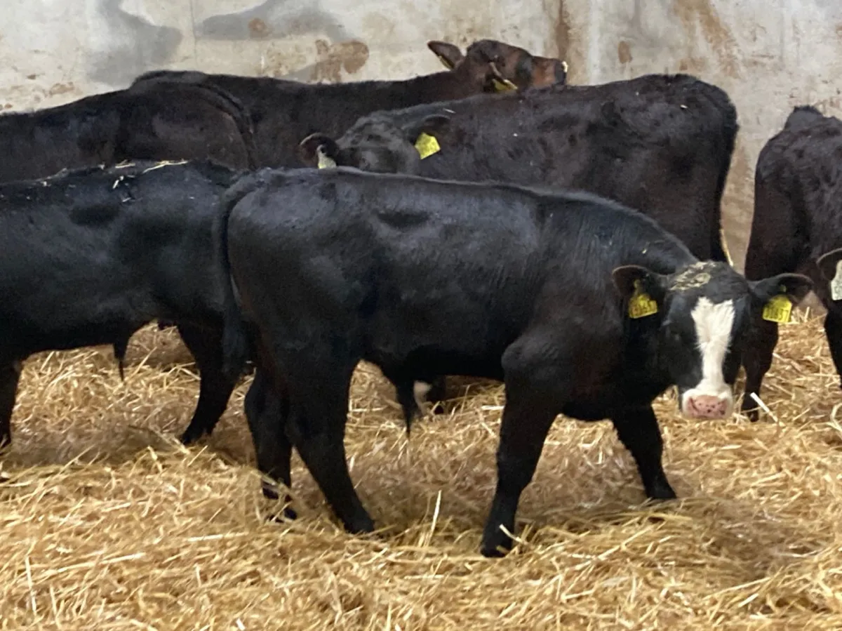 Super Reared Aberdeen Angus Bull Calves
