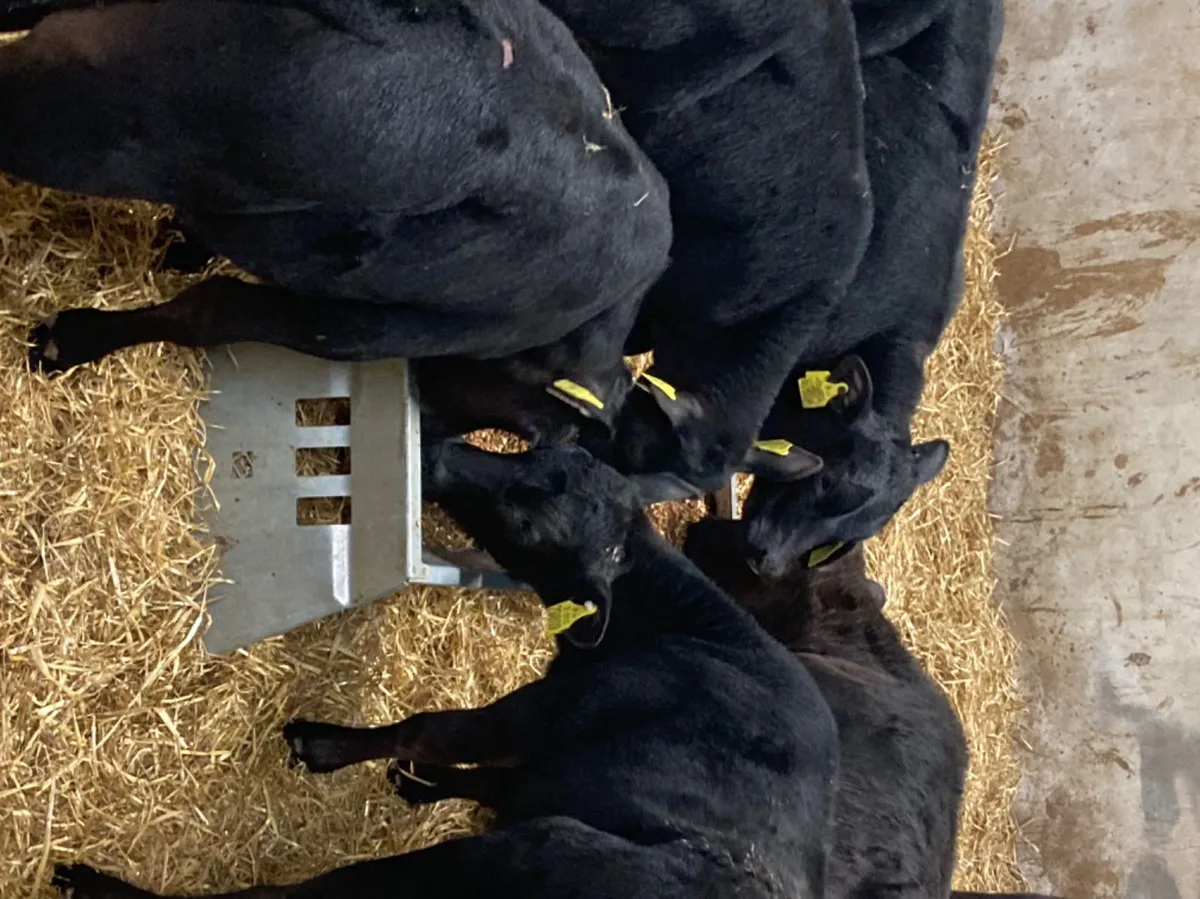 Super R Grade Reared Aberdeen Angus Bull Calves for sale in Co. Tipperary for €0 on DoneDeal
