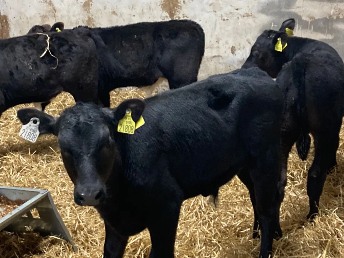 Super R Grade  Reared Aberdeen Angus Bull Calves