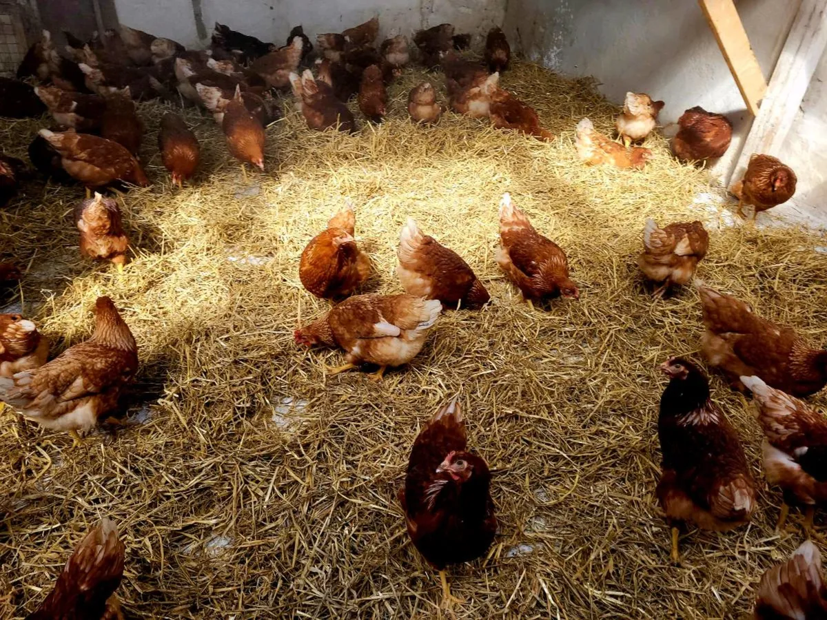 Point of lay pullets (Hens)(Chickens) (Poultry) - Image 3