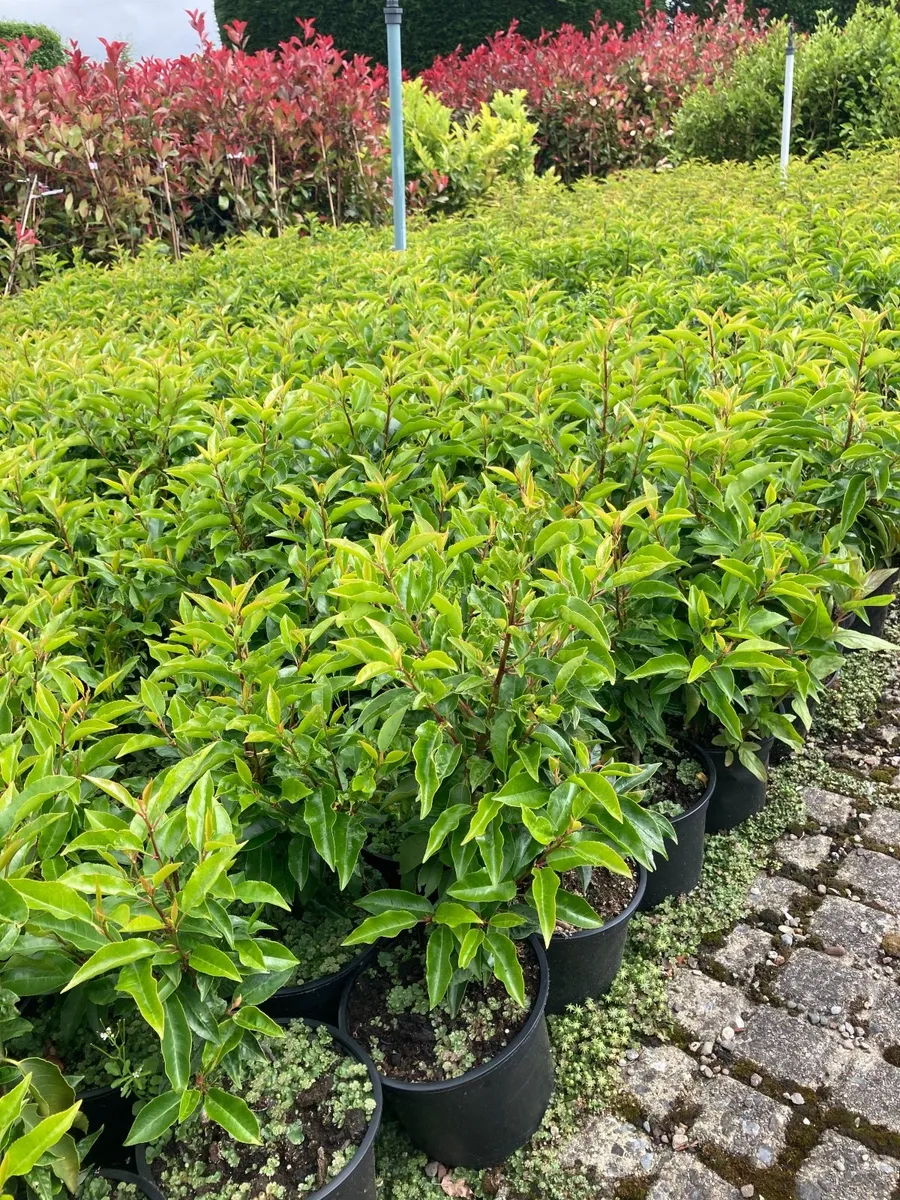 Portuguese Laurel hedging