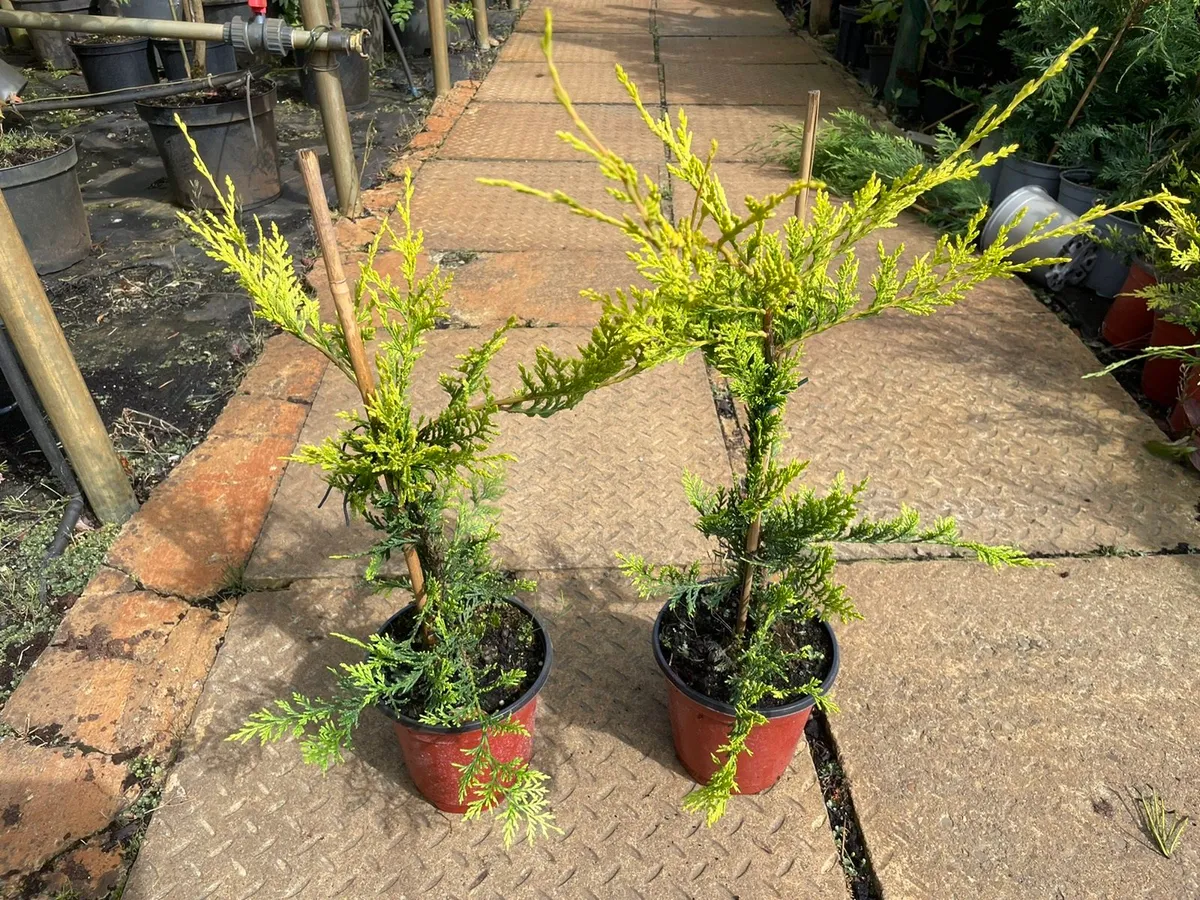 Potted Hedging and trees - Image 3