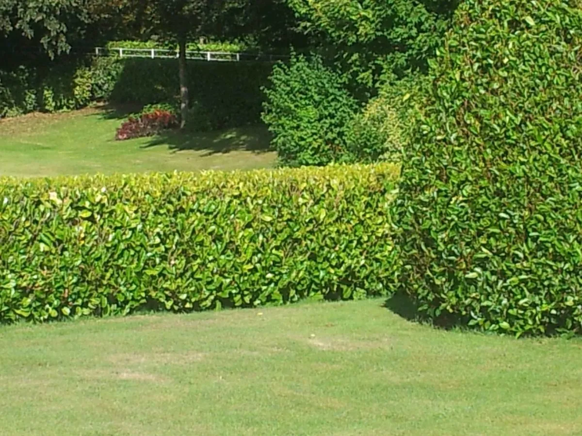 Potted laurel hedging 1-2 ft high €3.00 - Image 1